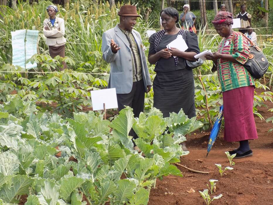 Farm Field Schools Project