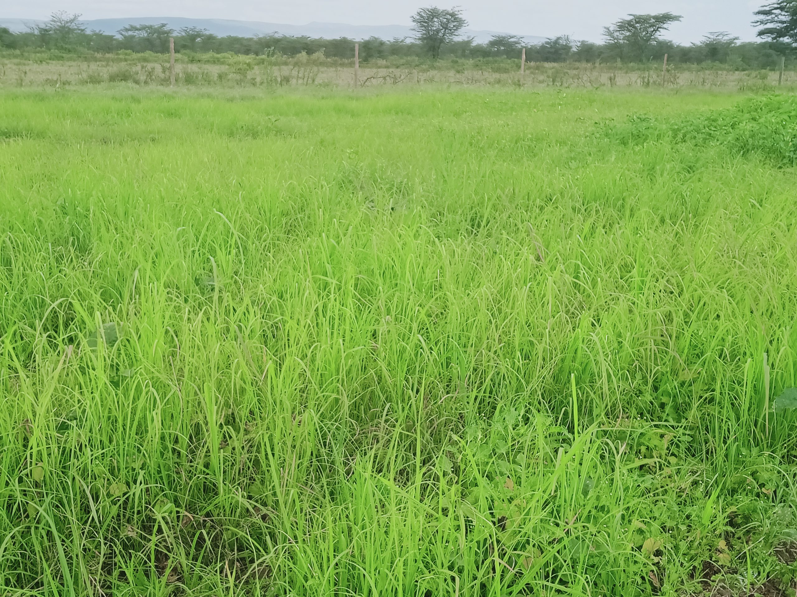 Agri- FI Climate Smart Agricultural Productivity Project- Grass Value Chain project