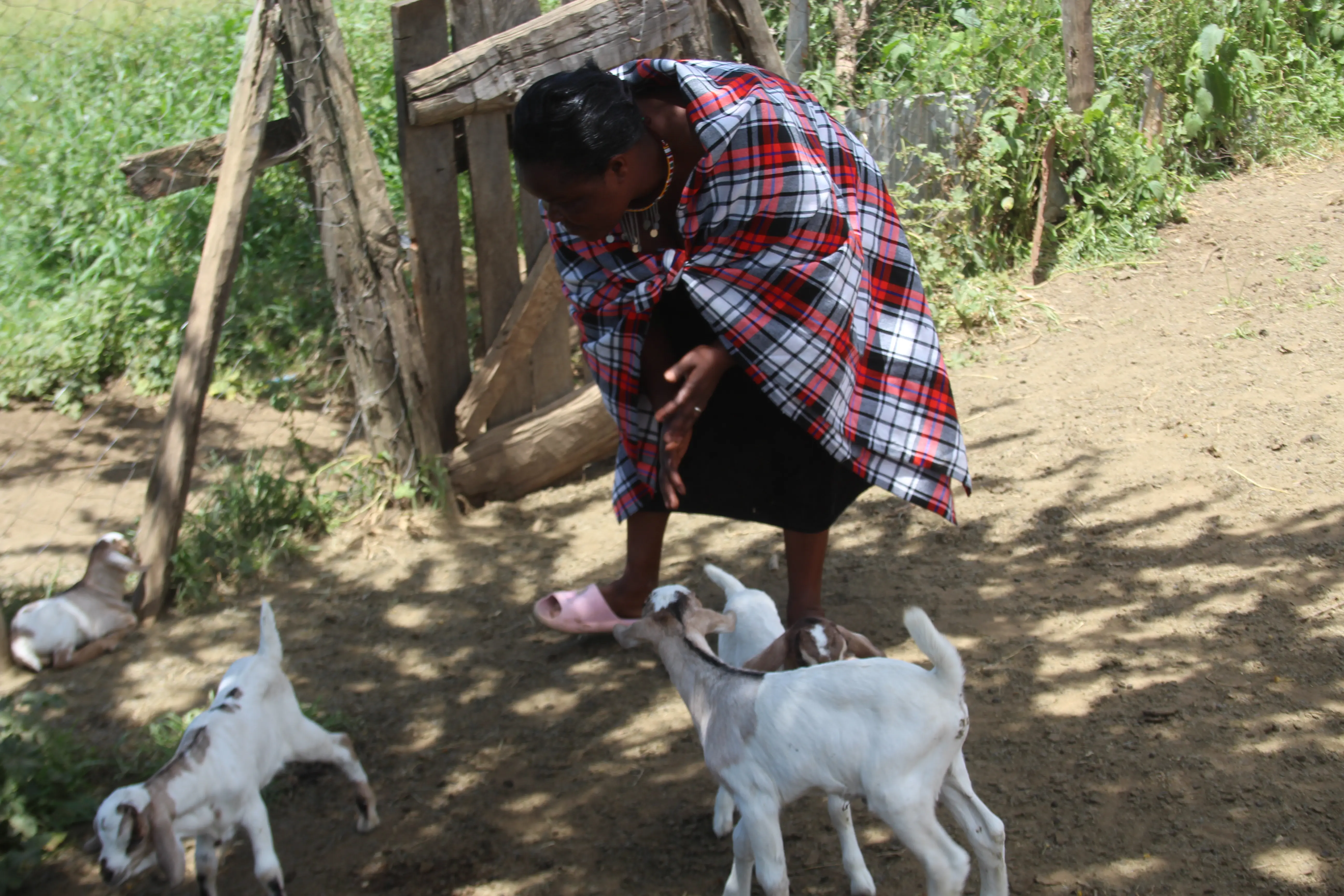 Annet inspecting her newly born one week old baby goats