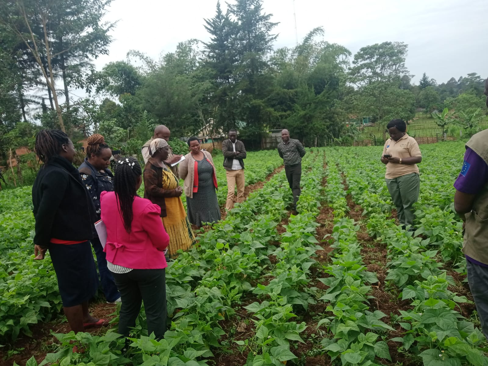 Agri- FI Climate Smart Agricultural Productivity Project- Beans Value Chain end of project summary