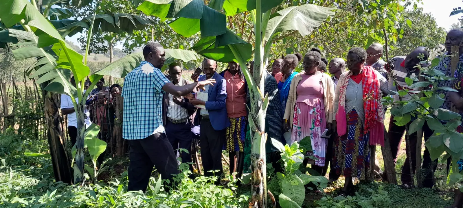 Farmers learning about banana planting