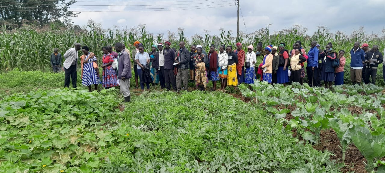 “Harvesting Hope, Sustainable Solutions for Lasting Food Security"