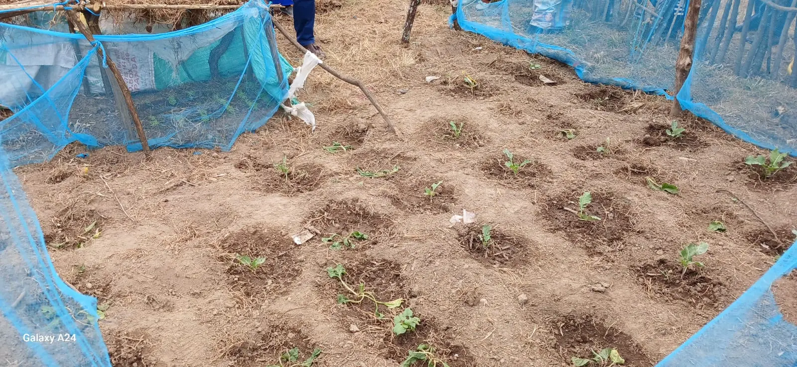 A field visit to the kitchen gardens