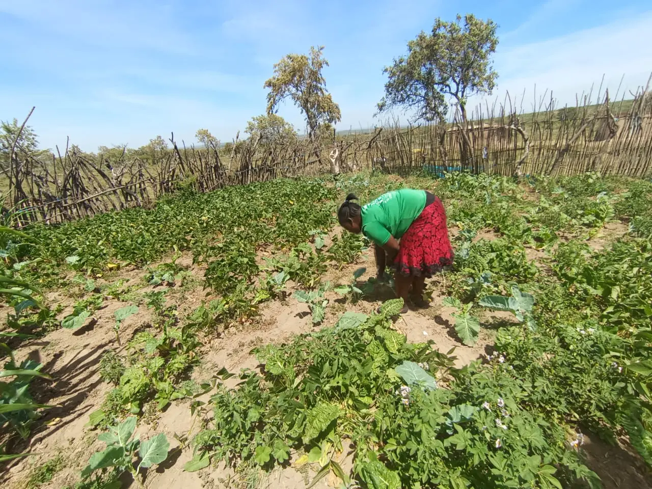 A caregiver tending to vegetables in her garden