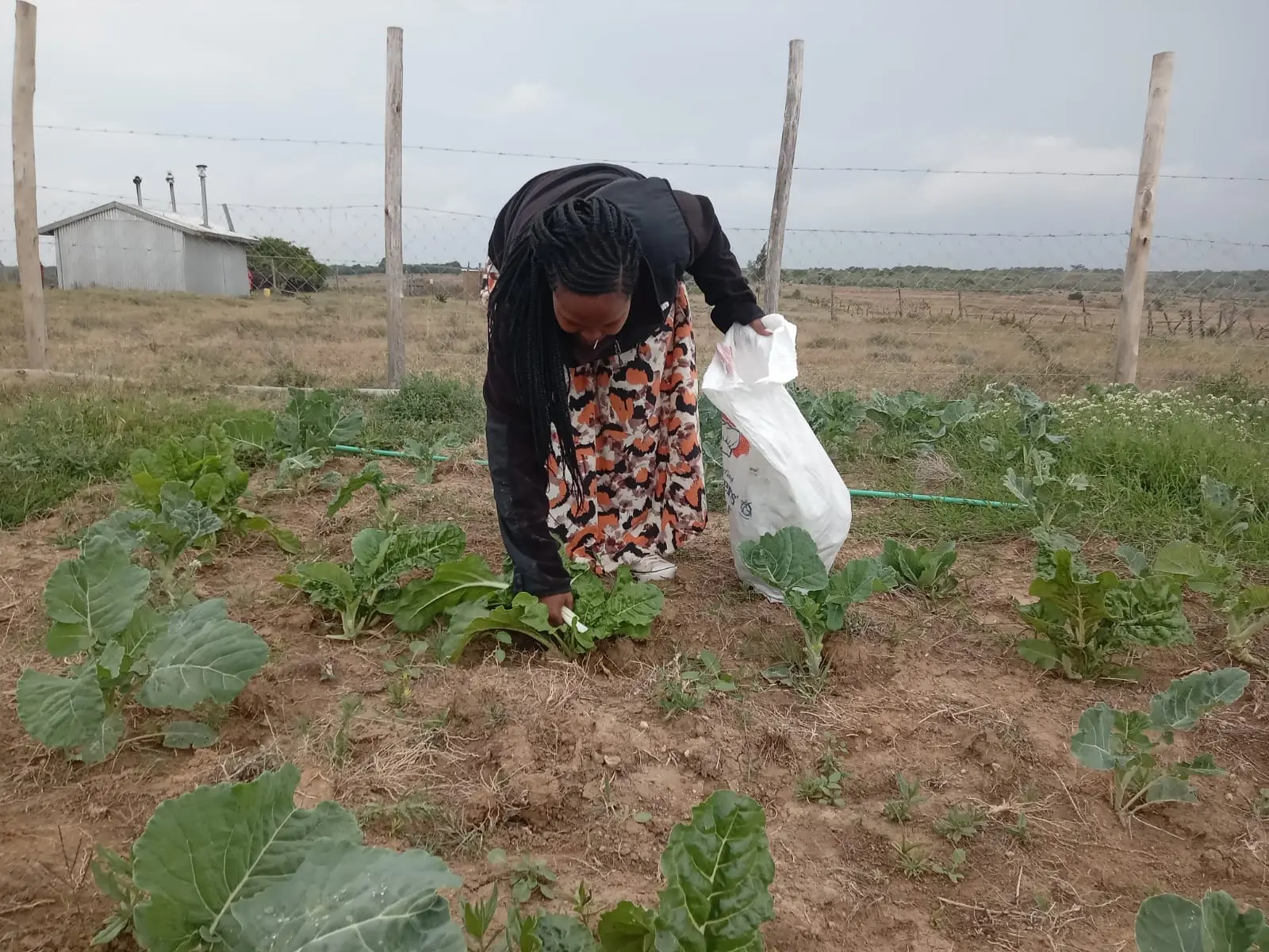 Project PD harvesting some vegetables from the project's Demo farm