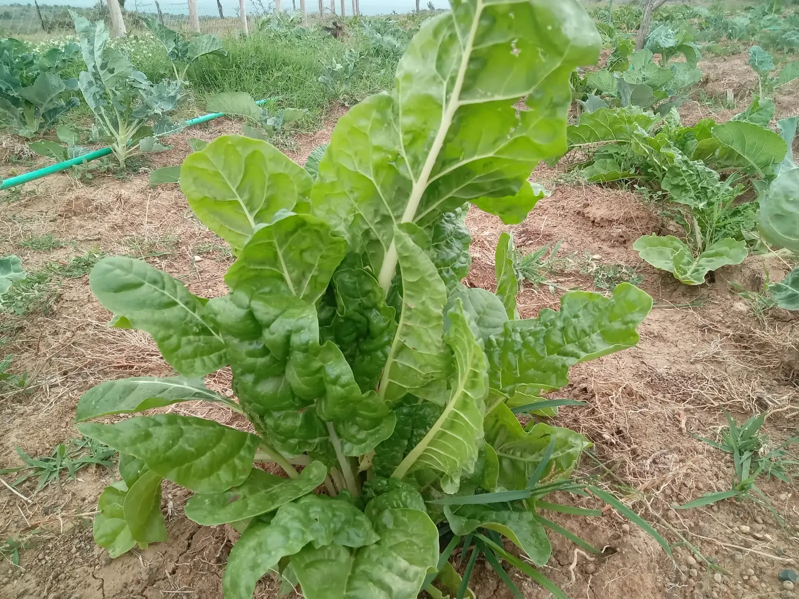 Healthy kales & spinach in the Project's Demo Farm