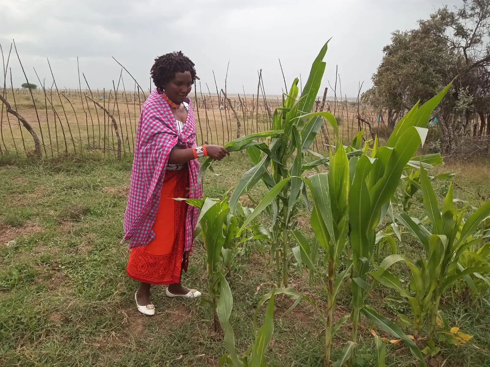 Caregiver Kijooluu proudly displaying flourishing maize plants in her garden